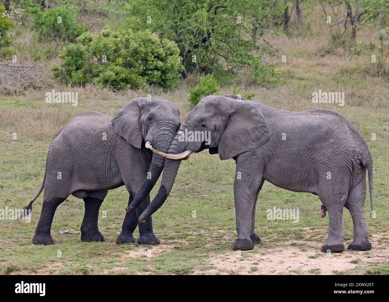 Südafrika, Kruger-Nationalpark: Afrikanischer Elefant (loxodonta africana). Elefanten paaren sich, spielen, reiben aneinander Stockfoto