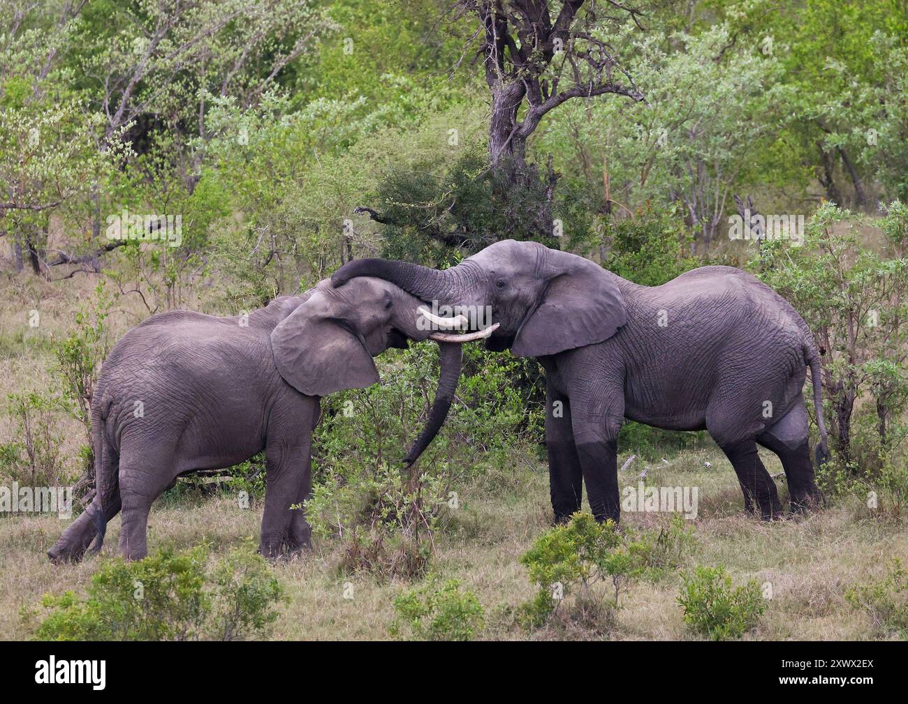 Südafrika, Kruger-Nationalpark: Afrikanischer Elefant (loxodonta africana). Elefanten paaren sich, spielen, reiben aneinander Stockfoto