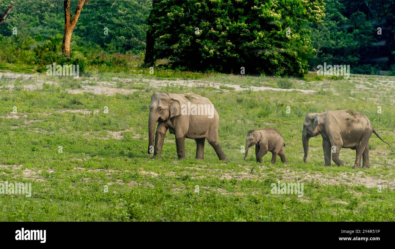 Eine wunderschöne Elefantenmutter und ihre beiden Jungen laufen in einer Formation. Stockfoto