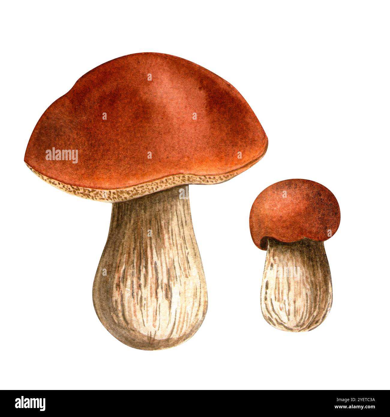 Boletespilzset. Botanische Aquarellillustration von Porcini. Isolierter detaillierter Boletus auf weißem Hintergrund. Handgemalter Herbst saisonaler Clipart f Stockfoto