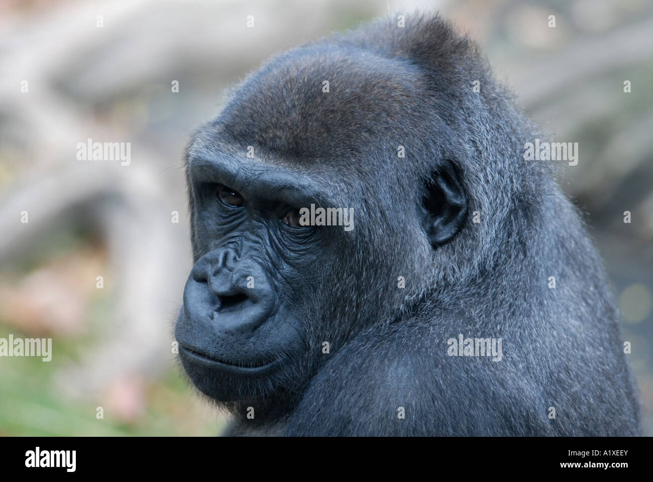 Westlicher Flachlandgorilla, Gorilla Gorilla gorilla Stockfoto