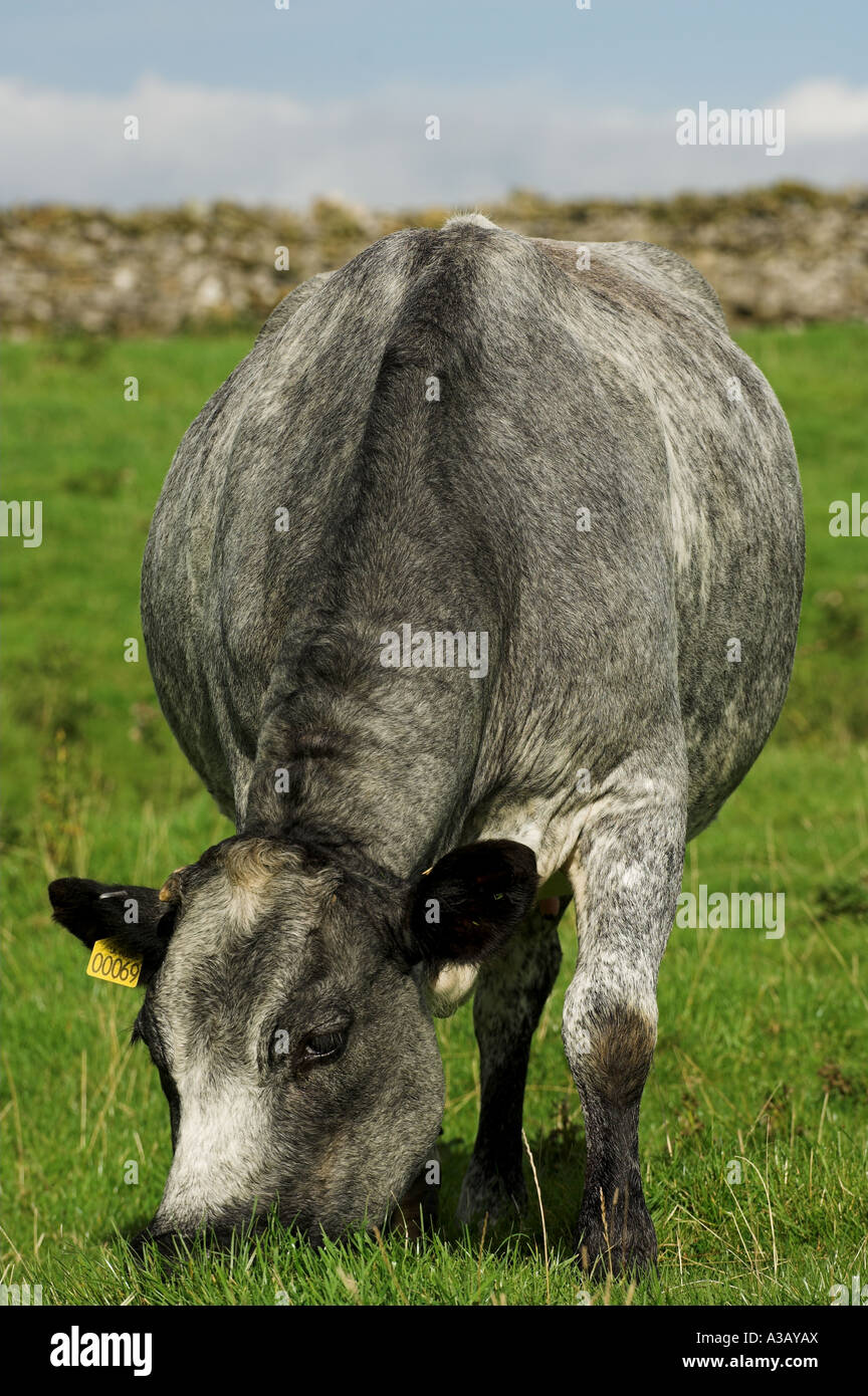 Belgian Blue Mutterkuh am Bergbauernhof Stockfoto