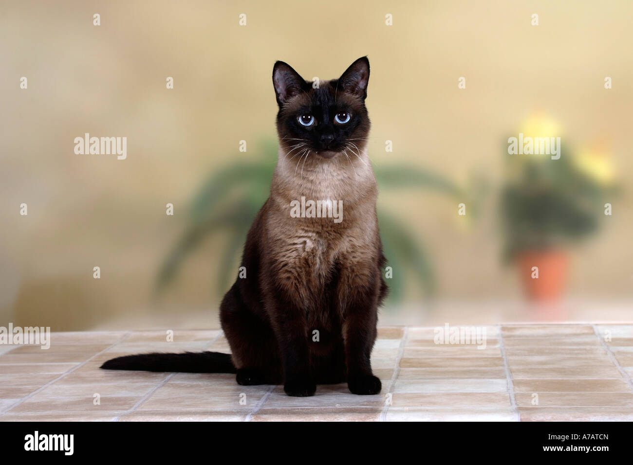 Klassische Siamkatze Stockfoto