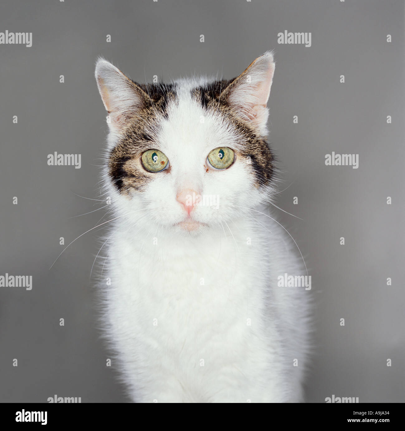 weiße Katze hautnah Stockfoto