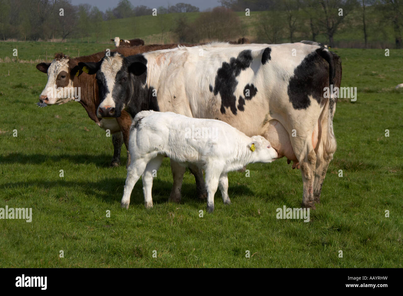 Spanferkel-Kalb Stockfoto