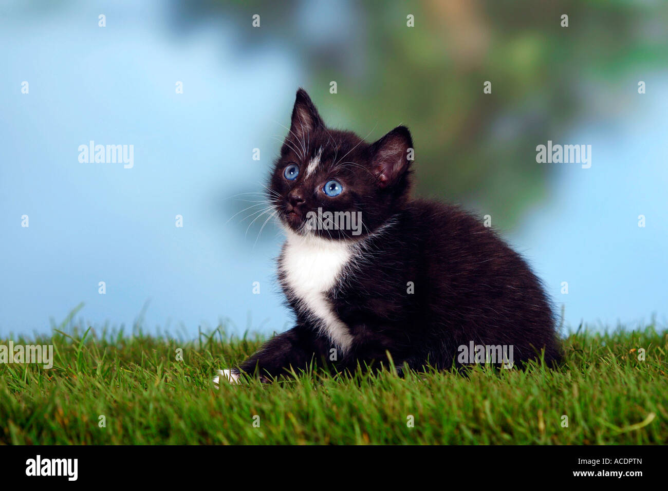 Inländische Katze Kätzchen Stockfoto