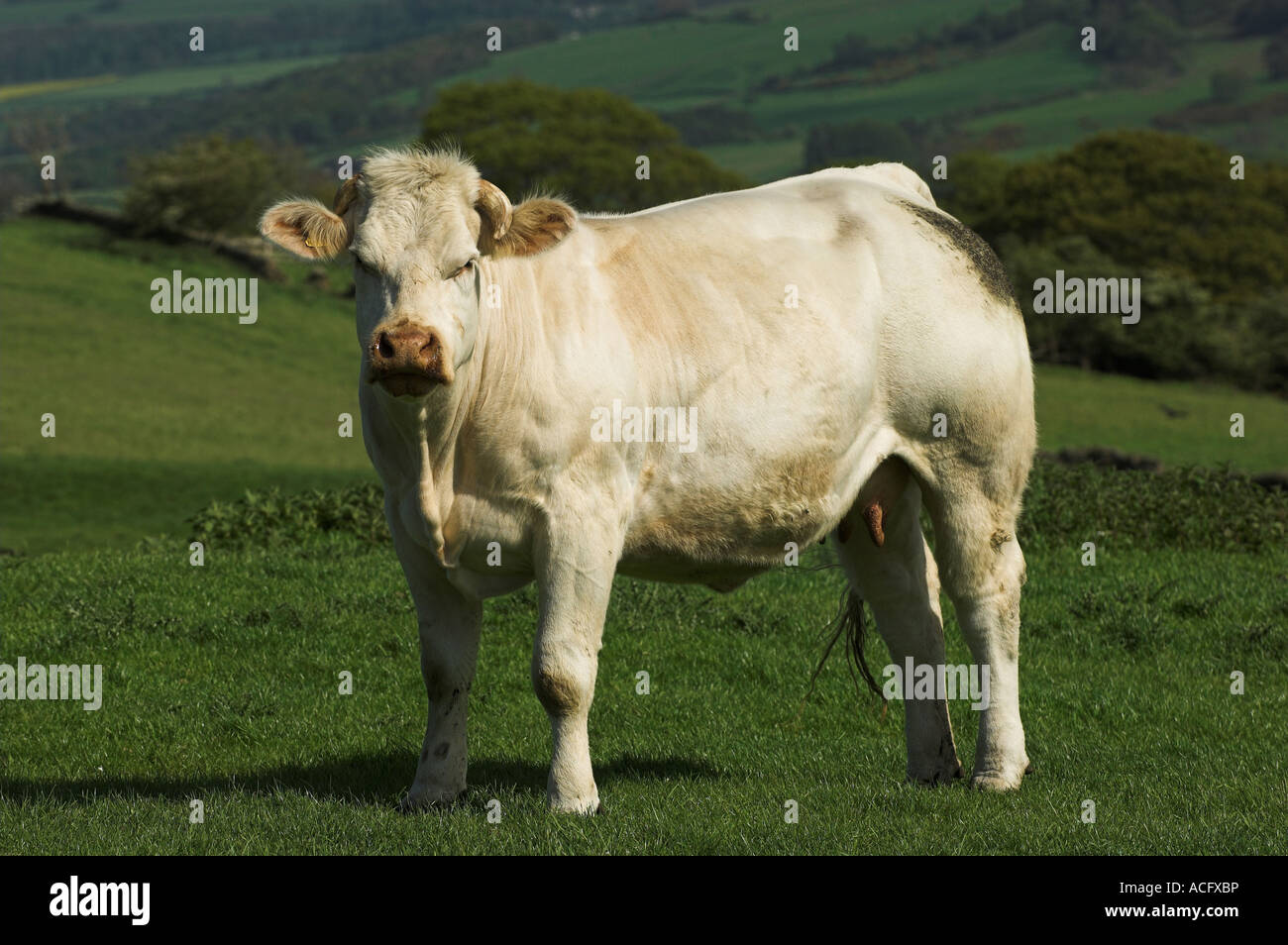 weiße Rind Kuh auf Weide Northumberland Stockfoto