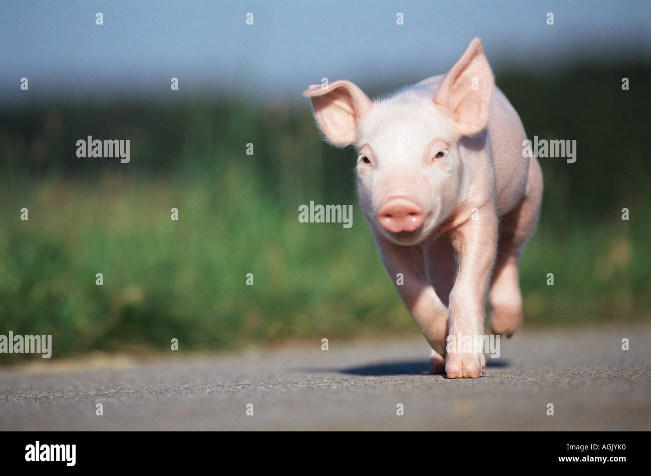 Ferkel, die entlang der Straße Stockfoto