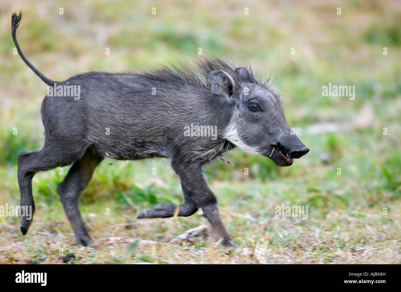 Porträt von Warzenschwein (Phacochoerus Africanus) Ferkel ausgeführt durch the Bush Plains Stockfoto