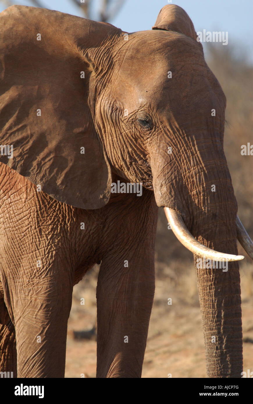 Elefant-Profil Stockfoto