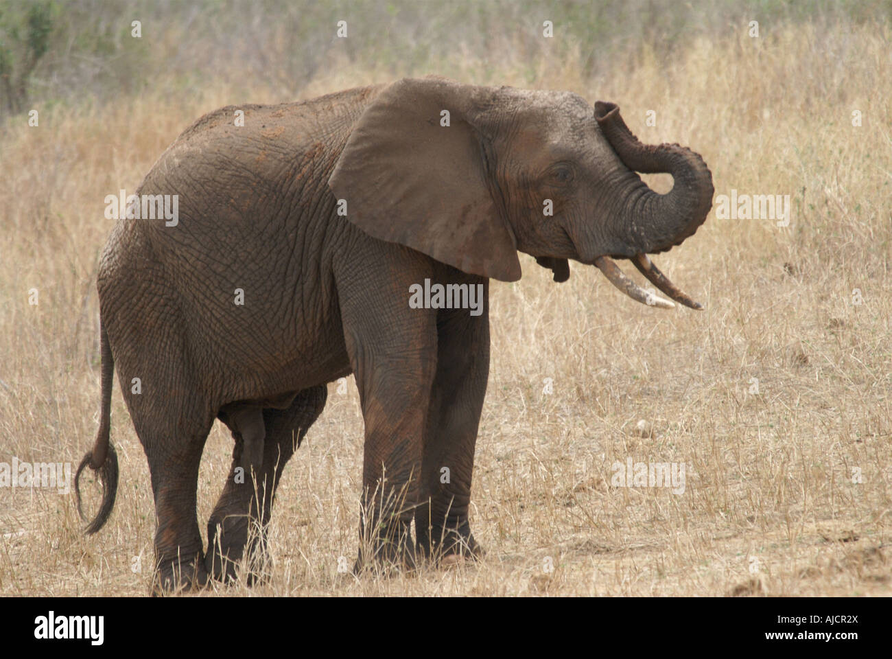 Elefant trompetet Stockfoto