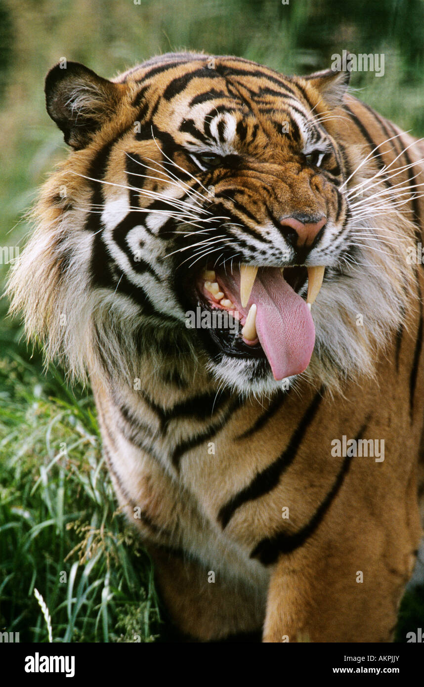 Tiger Stockfoto