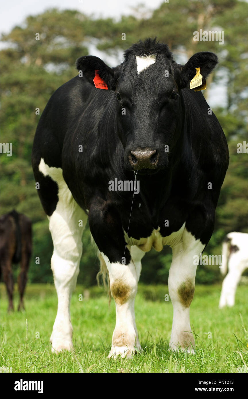 Belgian Blue Färse im Feld Stockfoto