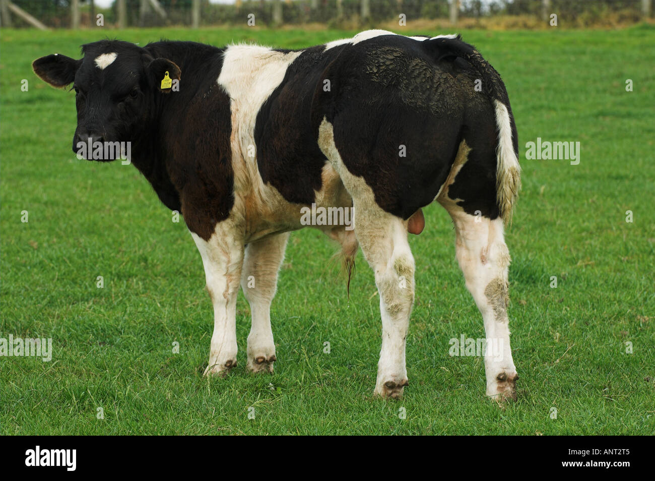 Belgian Blue Bull Kalb im Feld Stockfoto