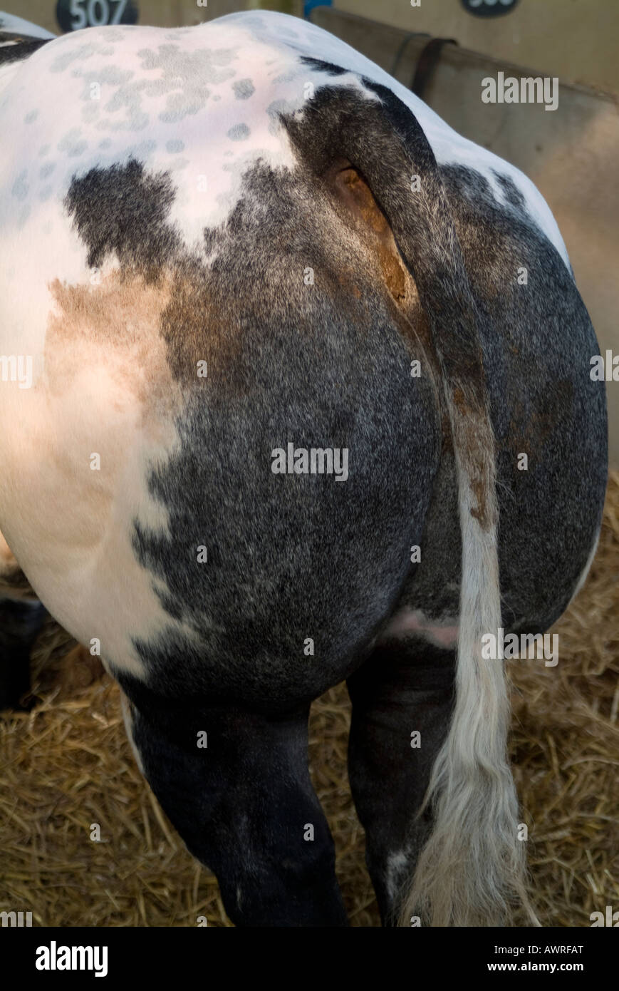 Belgian Blue Cow unten Stockfoto