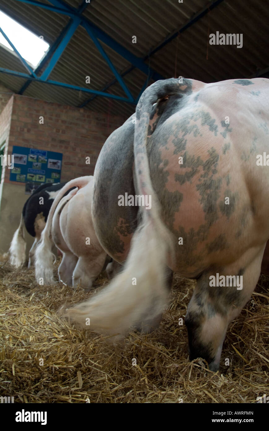 3 drei Belgian Blue Rinder Kuh Böden auf der Great Yorkshire Show in Harrogate. Stockfoto