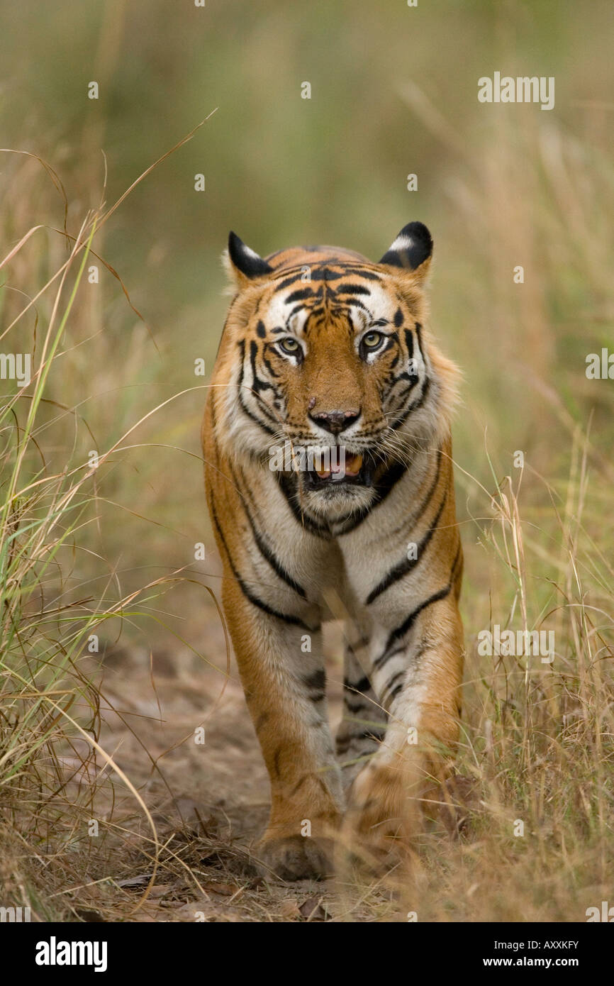 Bengal Tiger (Panthera Tigris Tigris), Bandhavgarh, Madhya Pradesh, Indien Stockfoto