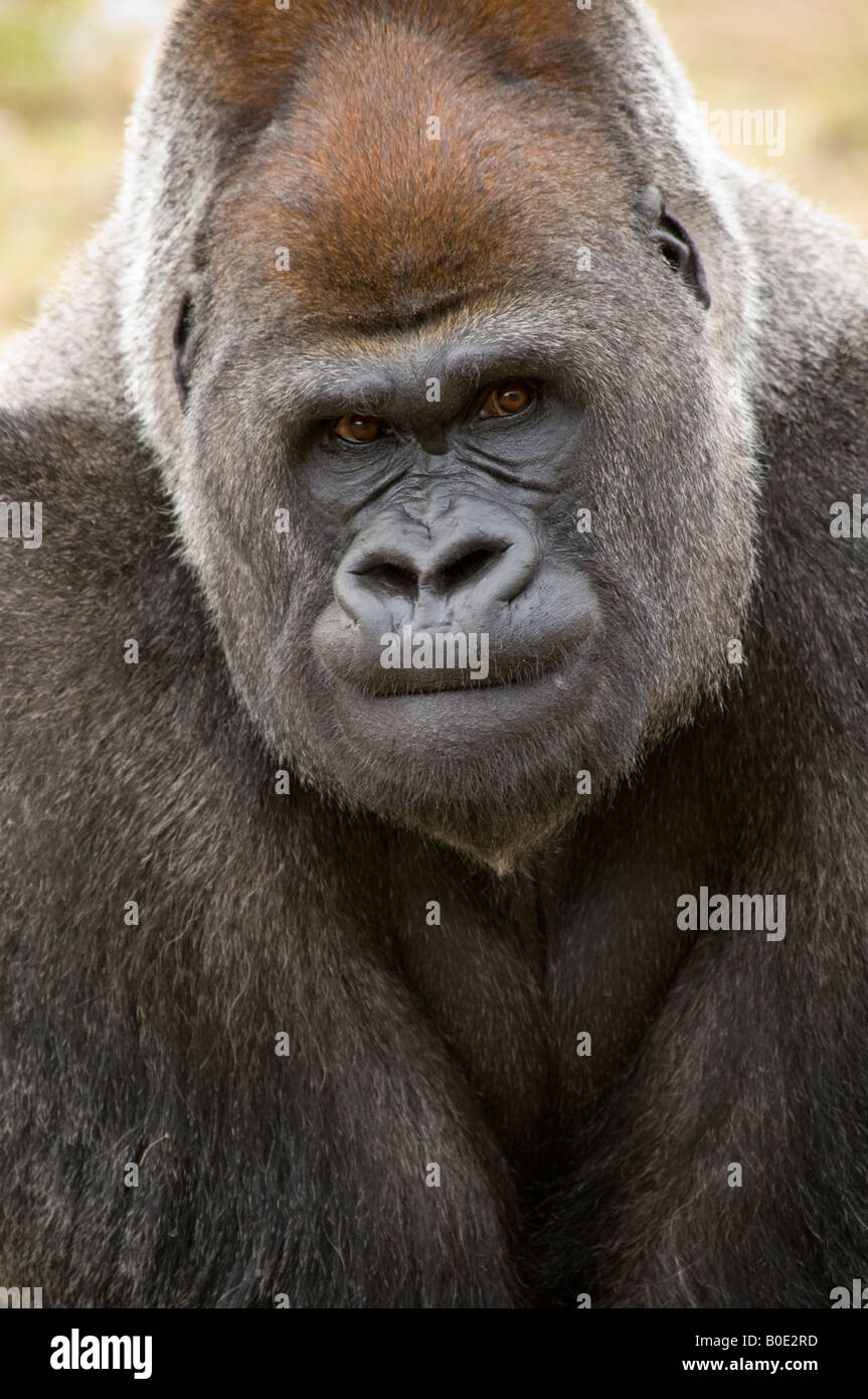 Gorilla Porträt Nahaufnahme des Gesichts Stockfoto