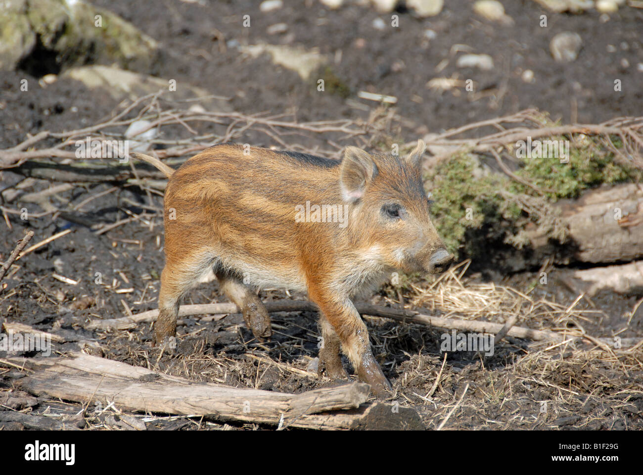 Warzenschwein Ferkel Stockfoto