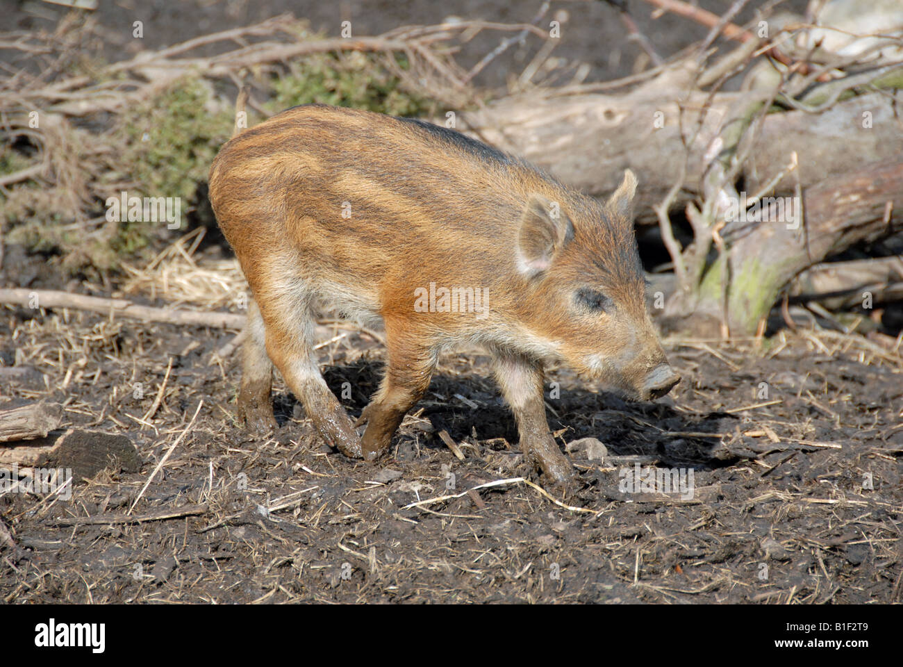 Warzenschwein Ferkel Stockfoto