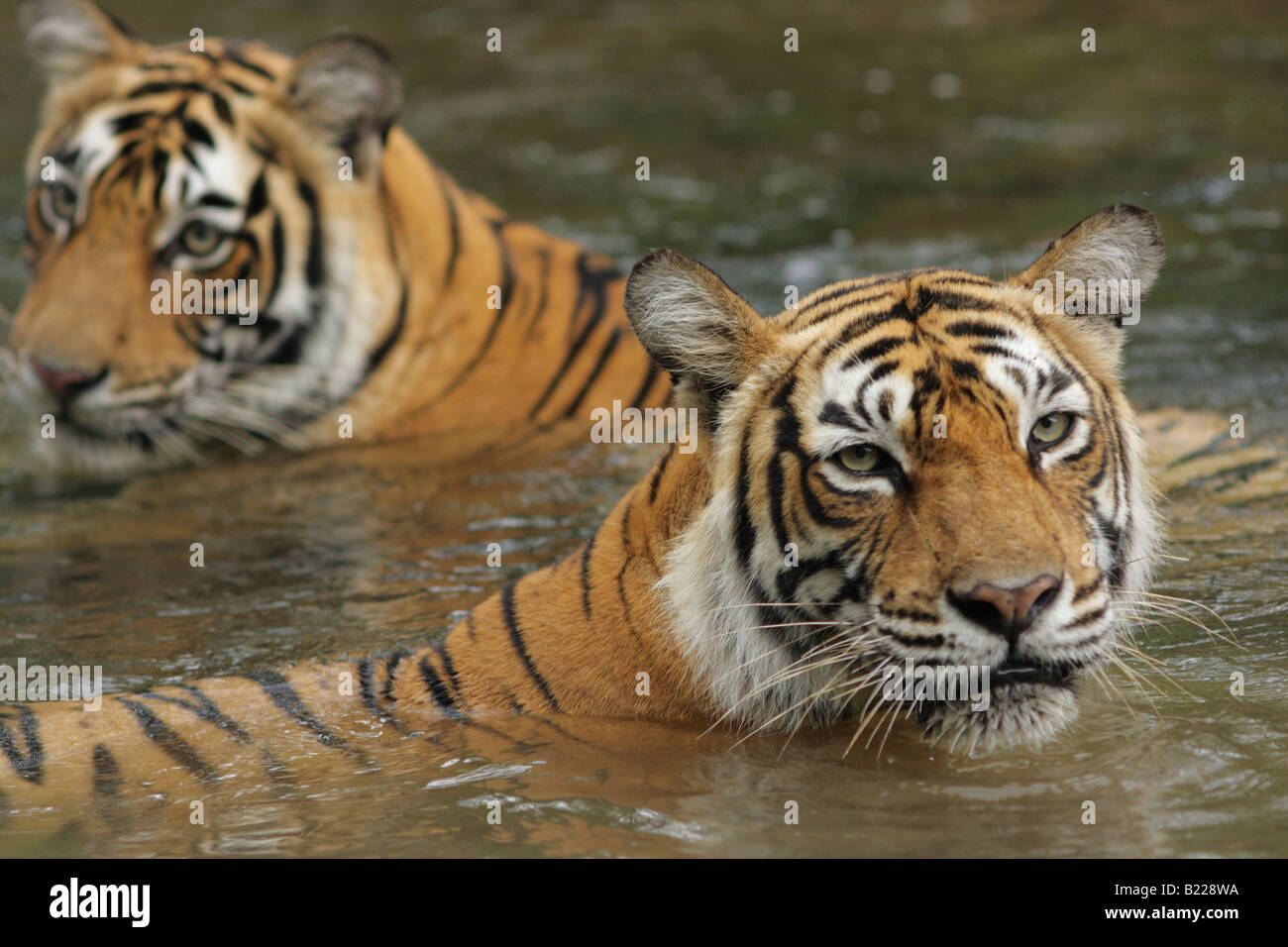 Ein Bengal Tiger Machali Familie Kühlung im fließenden Wasser des Monsuns in Ranthambore Tiger Reserve, Indien. (Panthera Tigris) Stockfoto