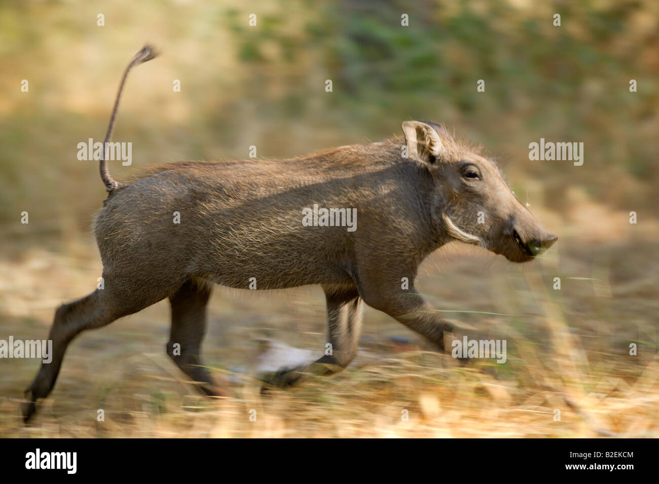 Ein Warzenschwein Ferkel mit Schweif statt aufrecht Stockfoto