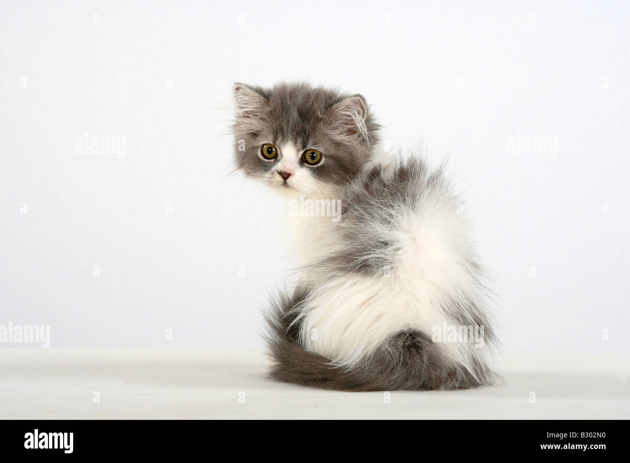 Persische Katze Kätzchen Stockfoto