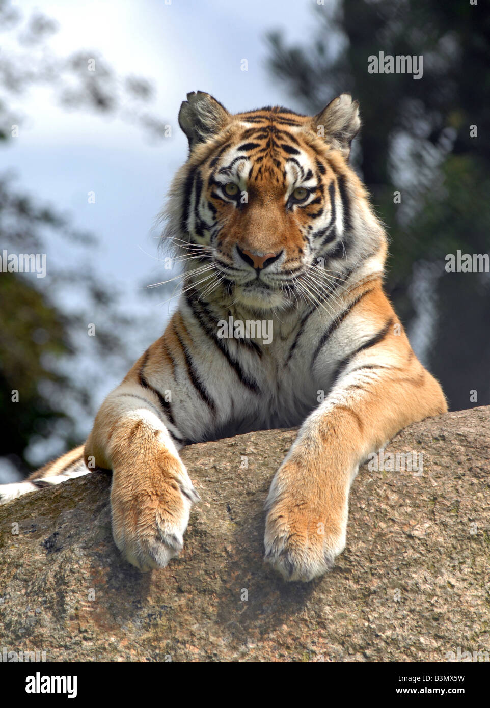 Sibirischer Tiger Stockfoto