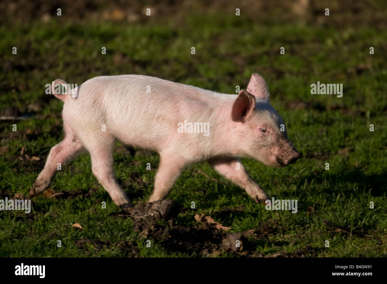 Ferkel ausgeführt Stockfoto