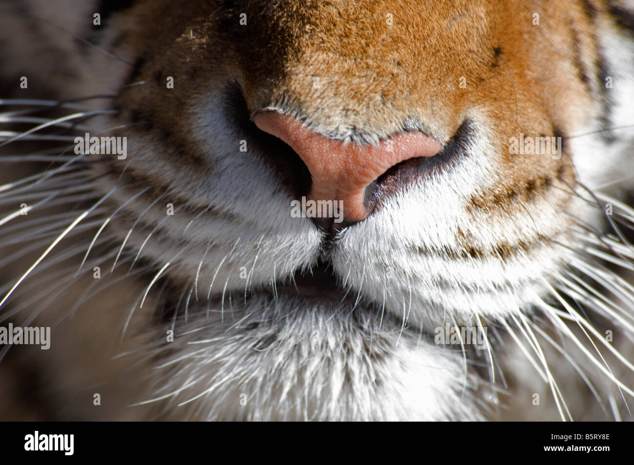 Schnurrhaare Detail Nase und Mund des sibirischen Tigers N Panthera Tigris Altaica Heilongjiang NE China Stockfoto