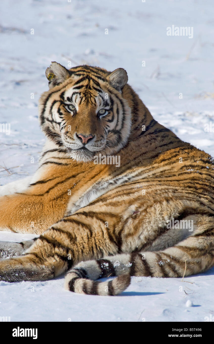 Amur oder sibirische Tiger Panthera Tigris Altaica entspannend im Winter in Heilongjiang, China Stockfoto