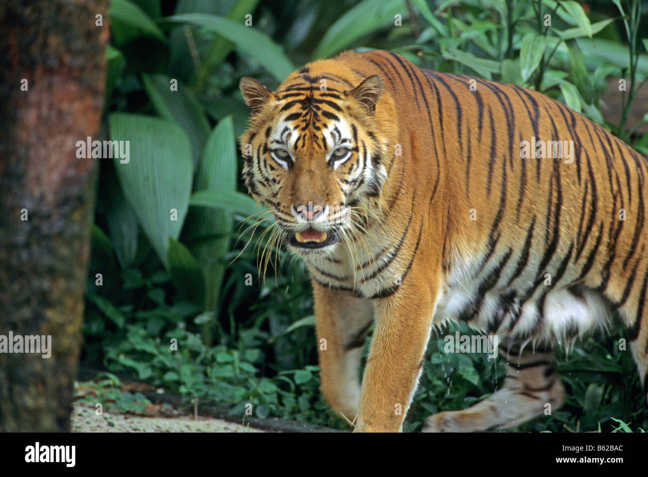 Sumatra-Tiger (Panthera Tigris Sumatrae) Wandern im Dschungel Stockfoto