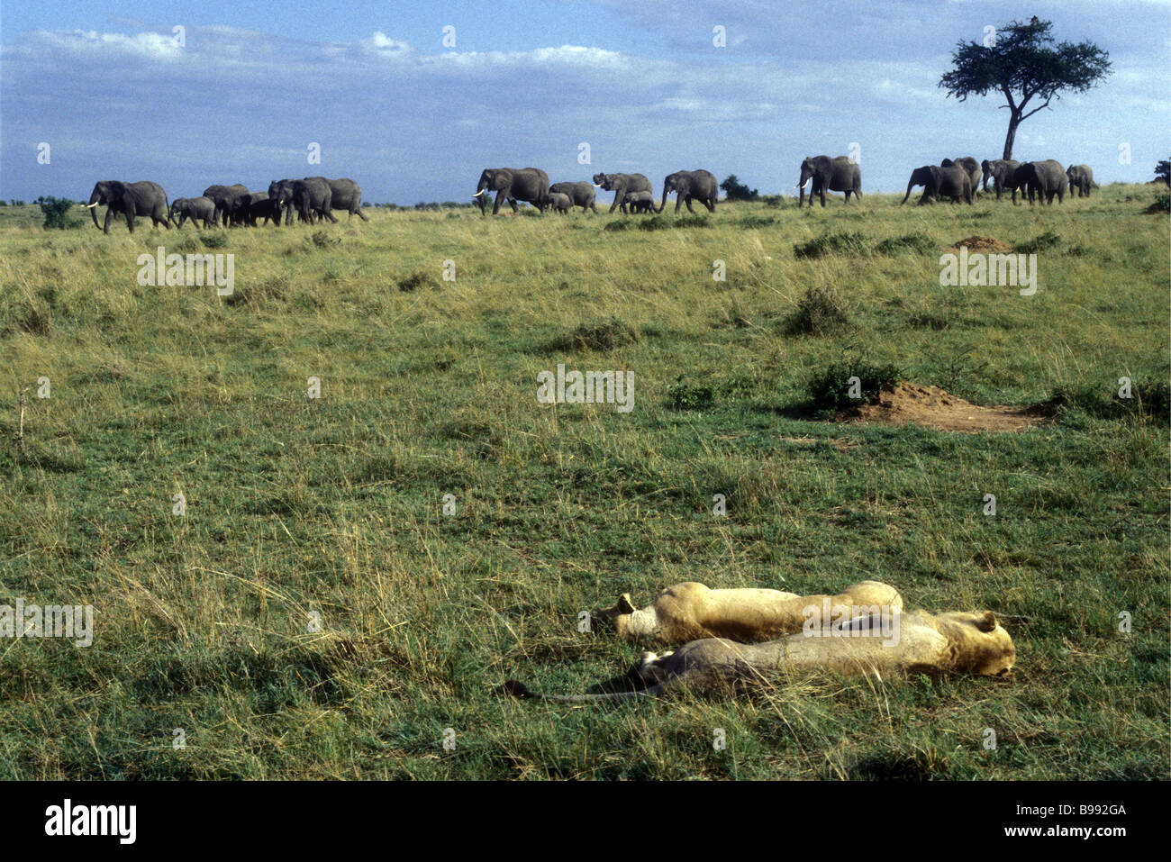 Löwen ruhen wie eine Herde Elefanten Spaziergang vorbei an Masai Mara National Reserve Kenia in Ostafrika Stockfoto