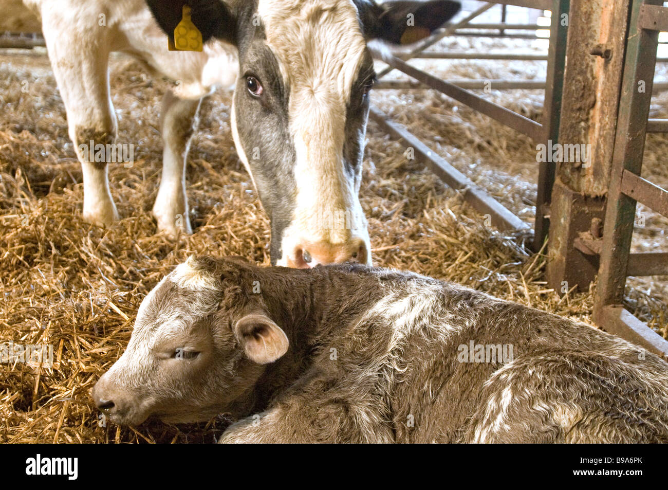 Mutterkuh und ihrem neugeborenen Kalb in einem Kuhstall Stockfoto