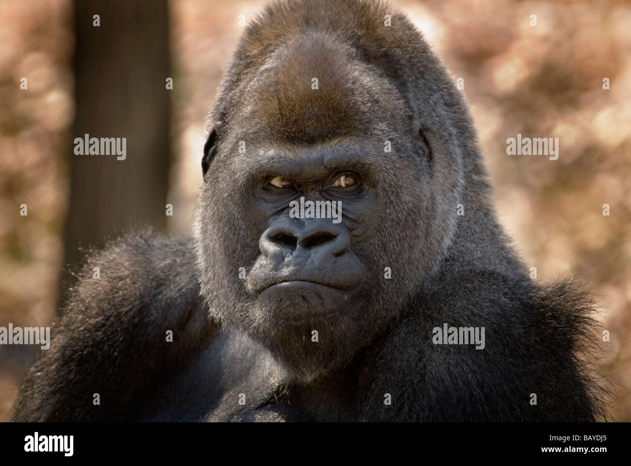 Nahaufnahme der Flachlandgorilla Gesichts mit grellen Augen Stockfoto