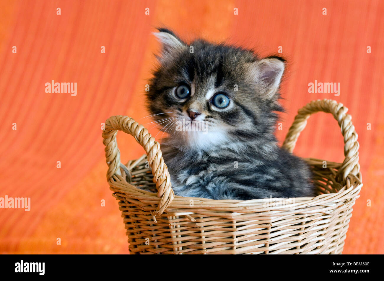 Hauskatze, Kätzchen Stockfoto