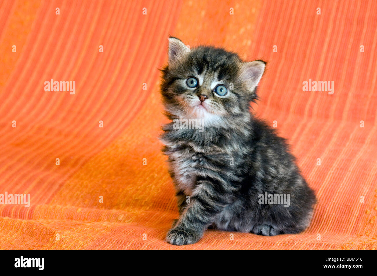 Hauskatze, Kätzchen Stockfoto