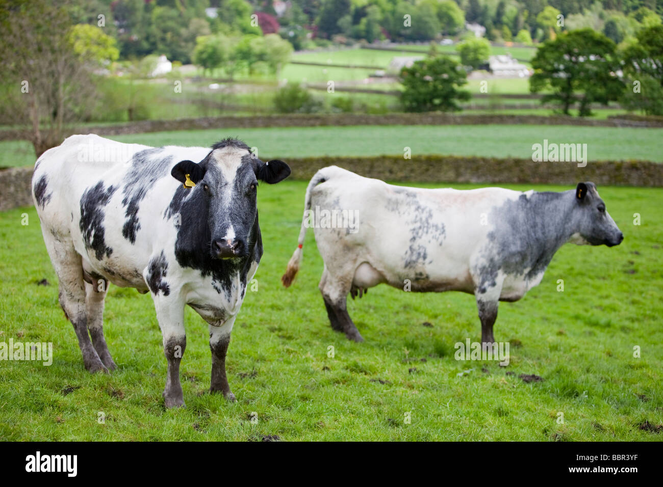 Kühe auf einem Bauernhof in Grasmere, Lake District, Großbritannien Stockfoto