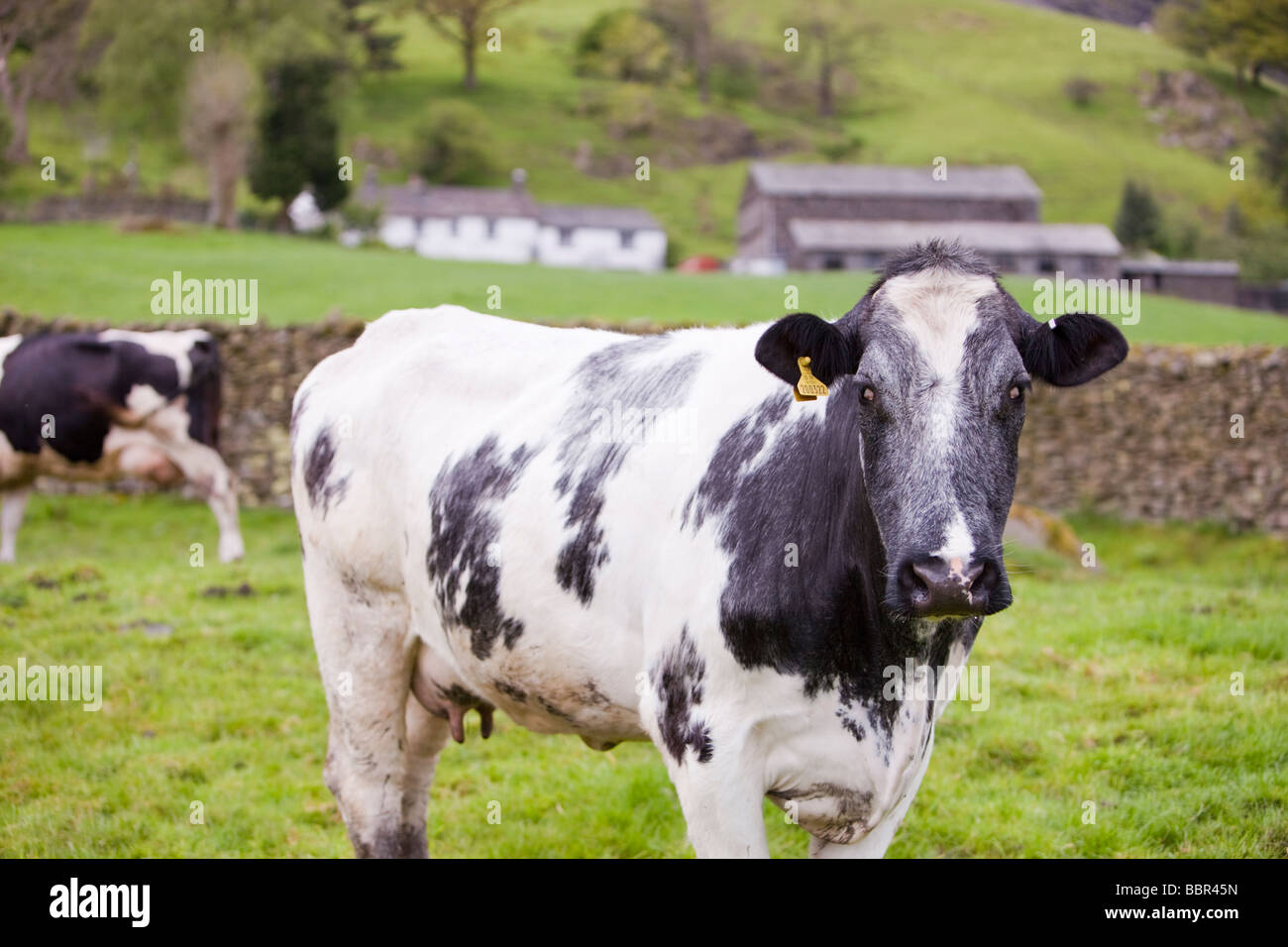 Kühe auf einem Bauernhof in Grasmere, Lake District, Großbritannien Stockfoto