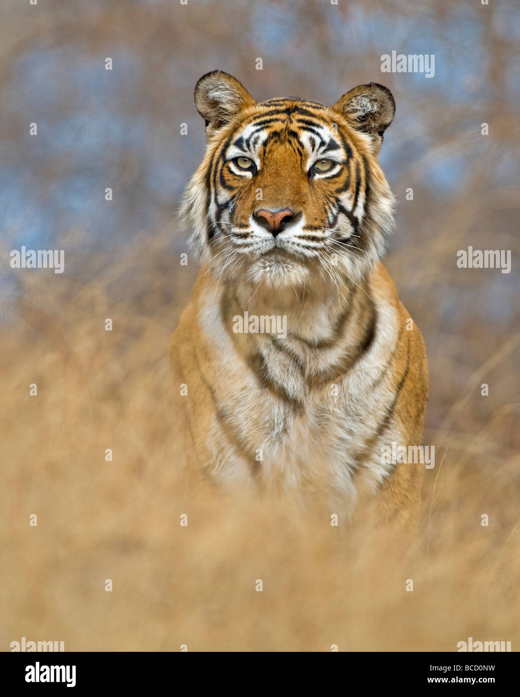 BENGAL-TIGER (Panthera Tigris Tigris) Frau namens Machali. Indien Stockfoto