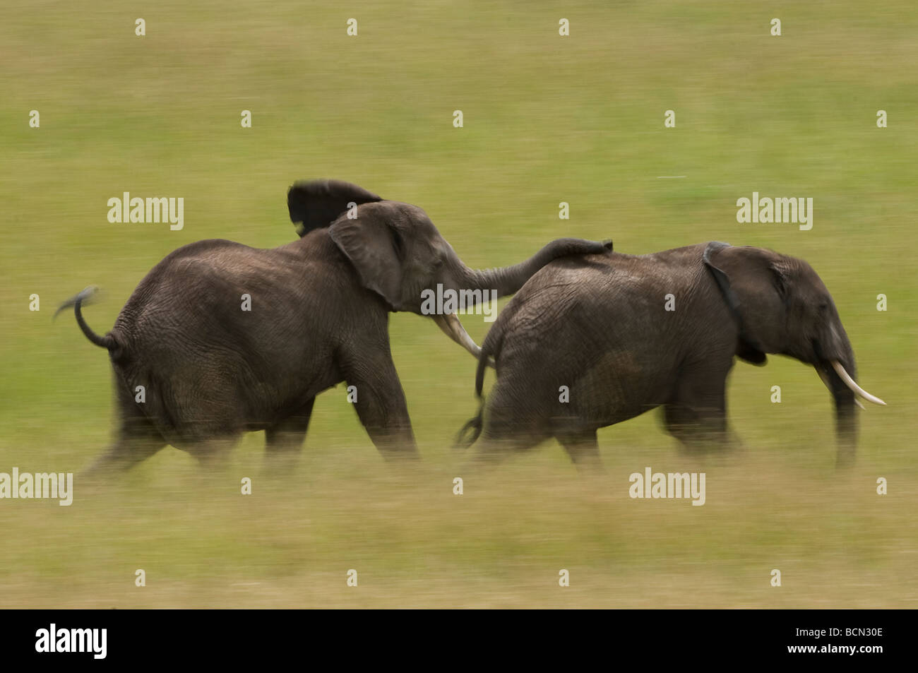 Elefant Stier (Loxodonta Africana) jagen Weibchen vor der Paarung in Bewegungsunschärfe Stockfoto