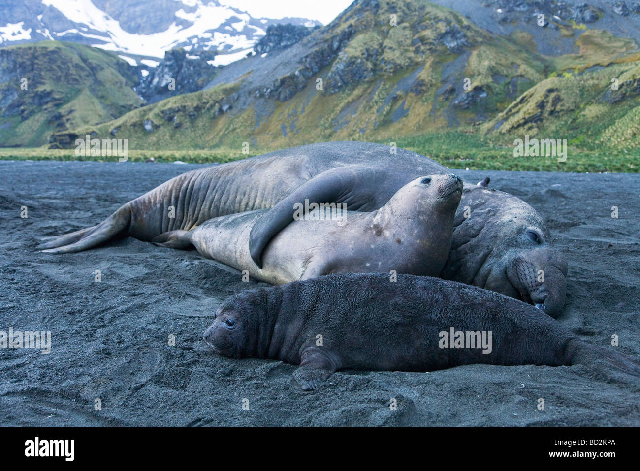 Südlichen See-Elefanten Mirounga Leonina Pup Beachmaster männlich Paarung Gold Hafen Hafen Südgeorgien antarktischen Antarktis Stockfoto