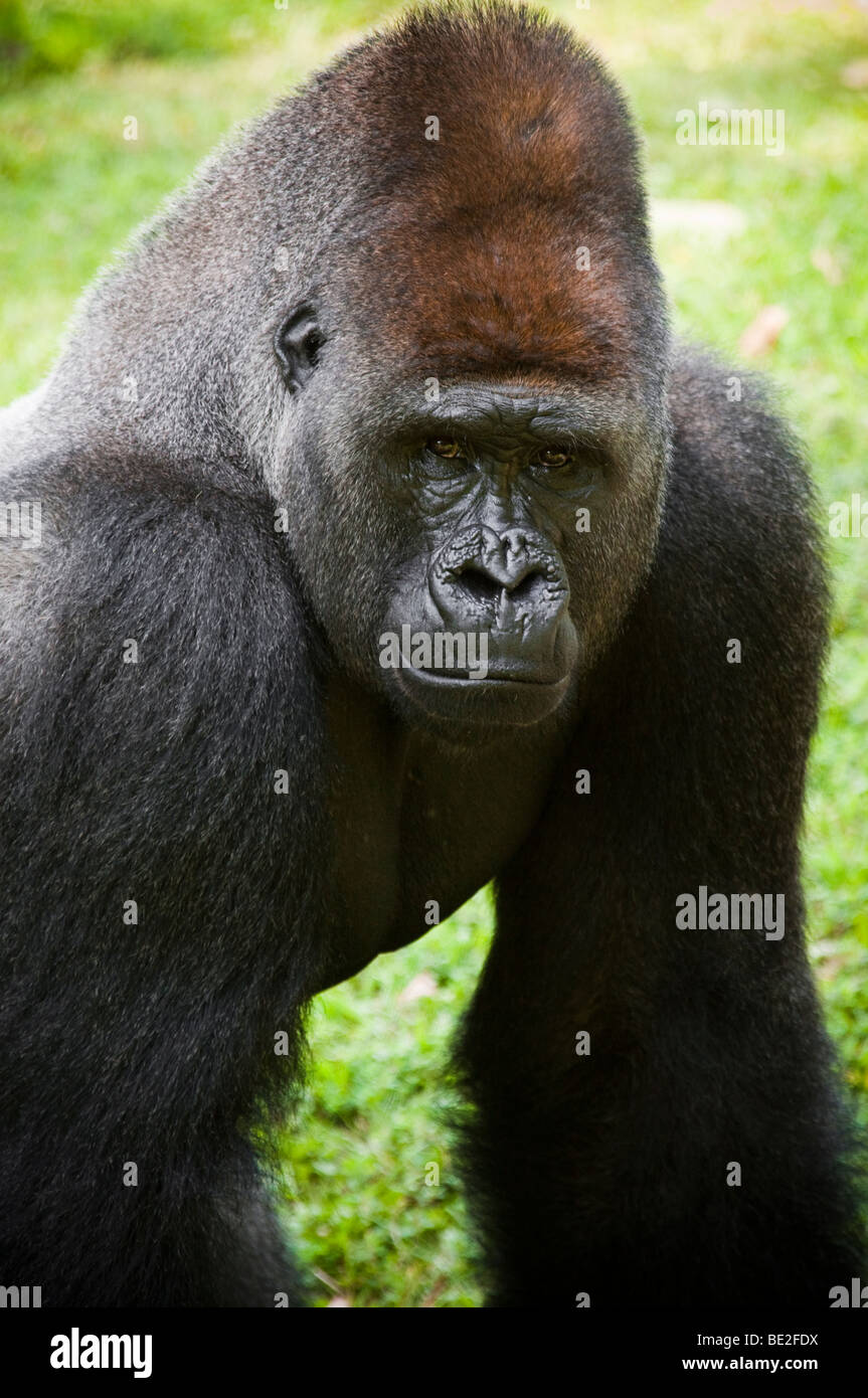 Die großen Gorilla Stockfoto