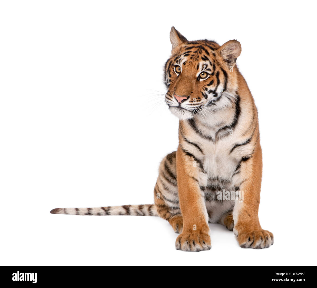 Porträt von Bengal Tiger, Panthera Tigris Tigris, 1 Jahr alt, sitzen vor weißem Hintergrund, Studio gedreht Stockfoto