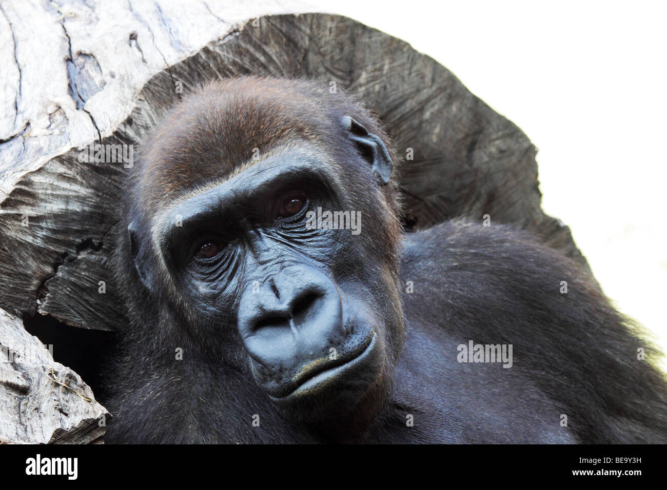 Suche traurige Gorilla Stockfoto