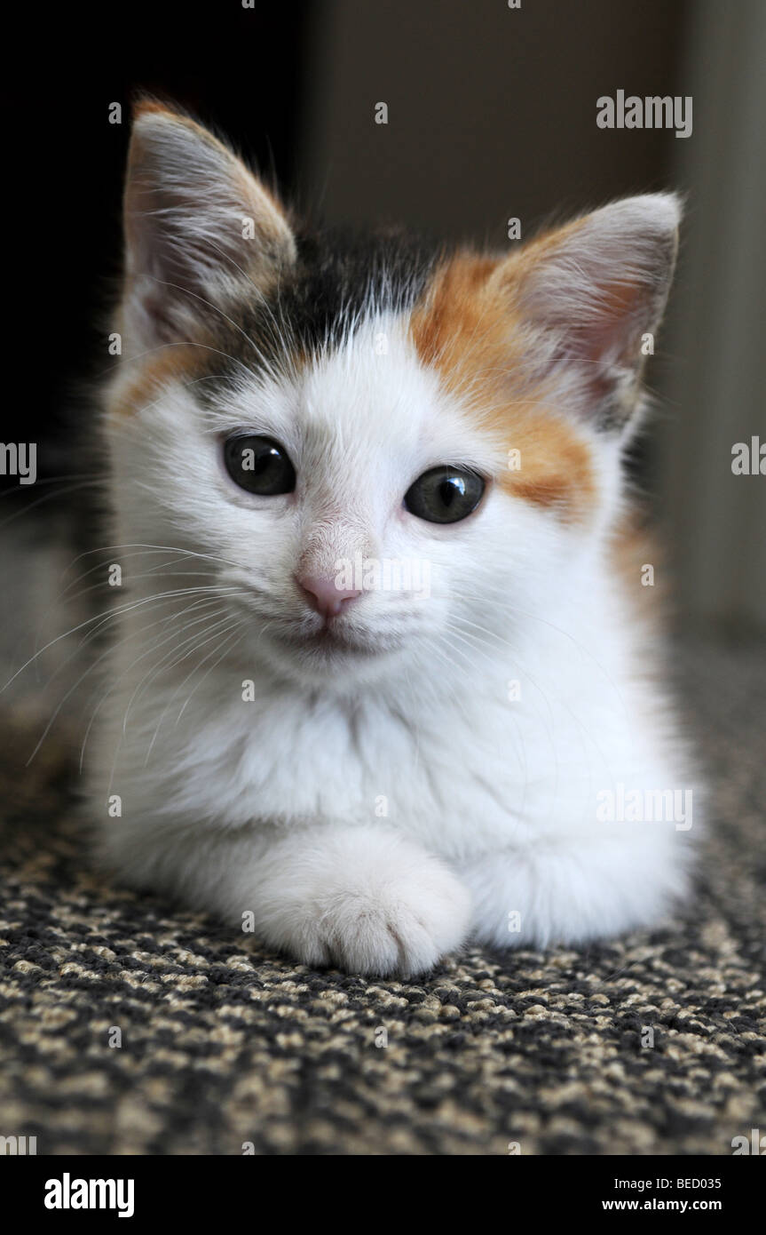 Kitty Katze in die Kamera schauen Stockfoto