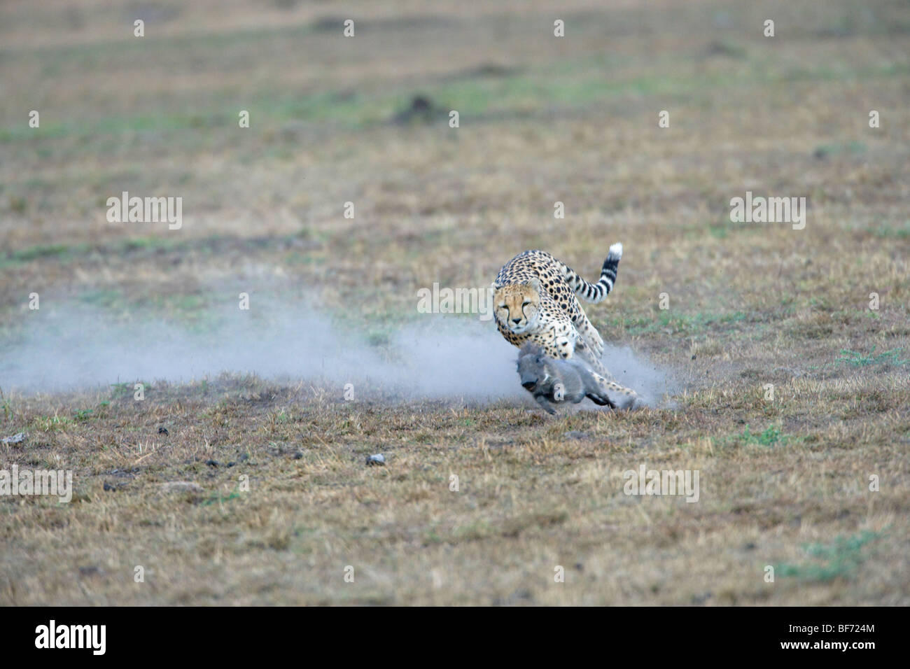 Weibliche Gepard, Acinonyx Jubatus, Warzenschwein Ferkel zu jagen. Masai Mara National Reserve, Kenia. Stockfoto