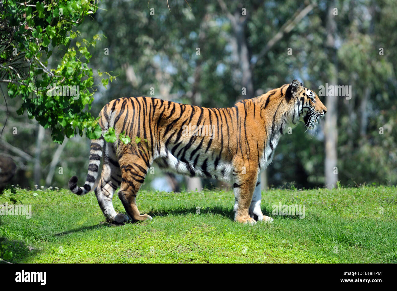 Bengal Tiger in seinem Lebensraum Stockfoto