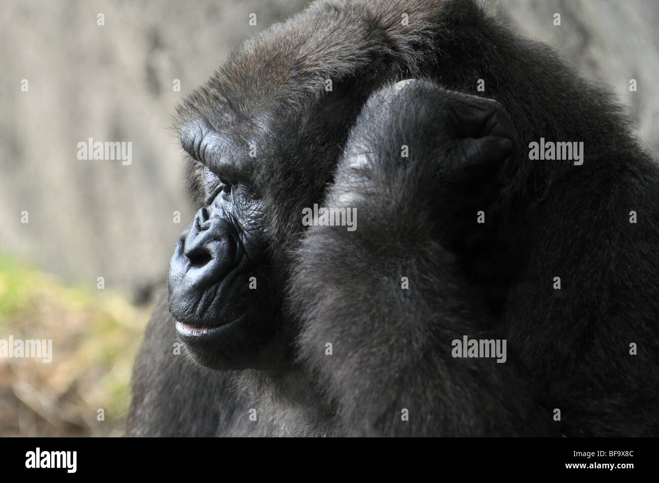 Gorilla Gesicht in Nahaufnahme Stockfoto