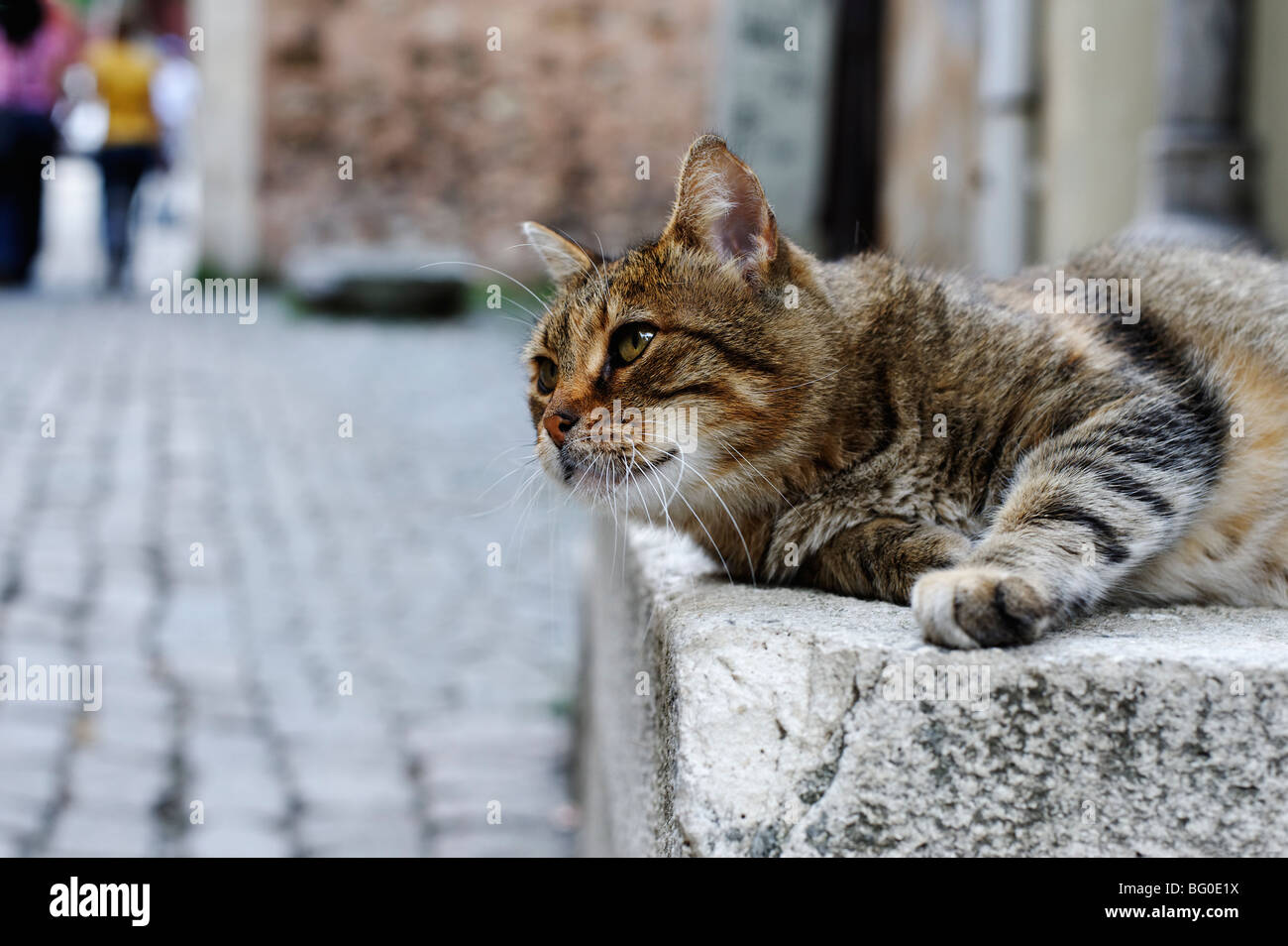 Faul, Alley cat Stockfoto